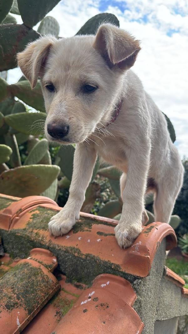 Norah meravigliosa cucciola cerca casa  Foto 2